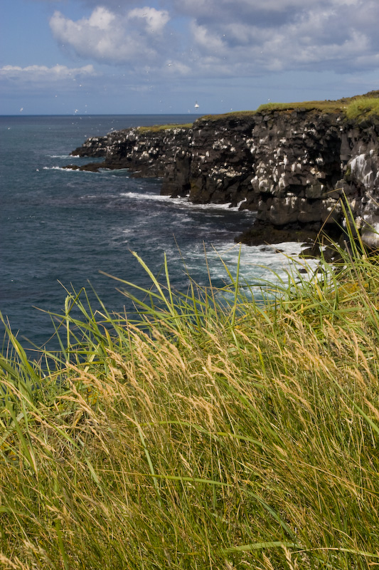 Hafnaberg Cliffs